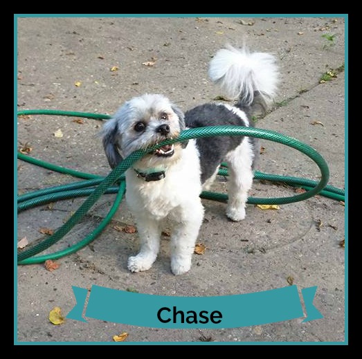 Chase. 