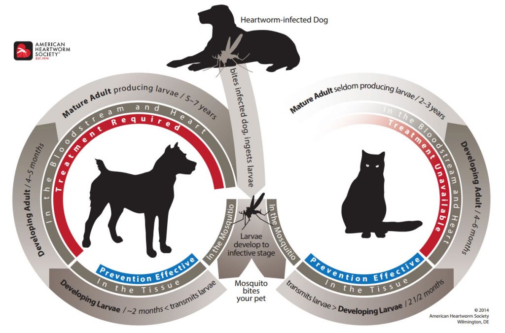 Lifecycle of Heartworm in Dogs