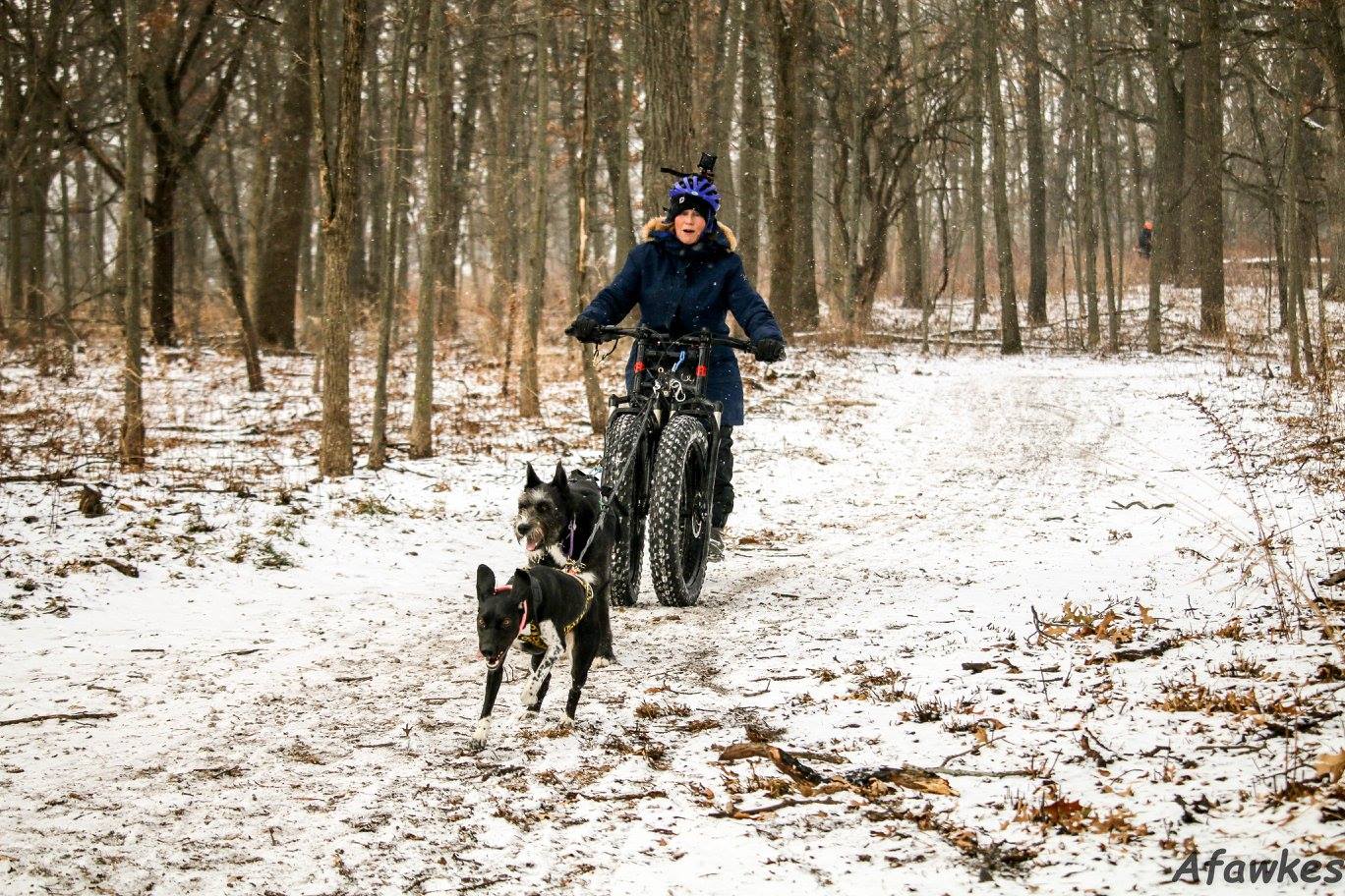 Woman on bike being pulled by two black dogs. 