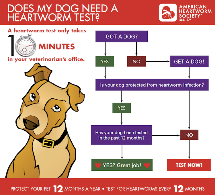 Lifecycle of Heartworm in Dogs