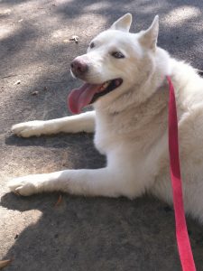 White Husky.