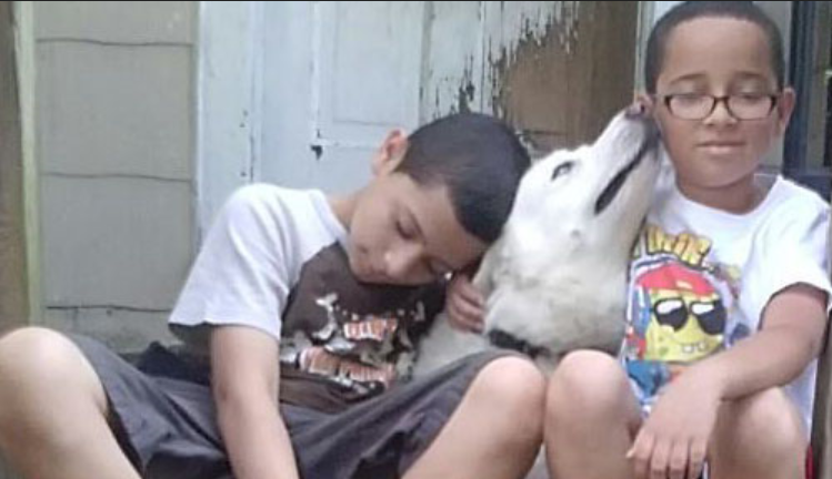 Two young boys with white husky