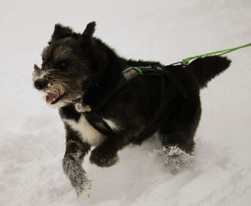 Black dog running in snow (wearing Non-stop harness).