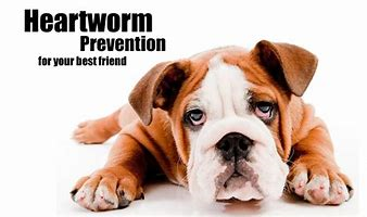Heartworm Prevention for your best friend.