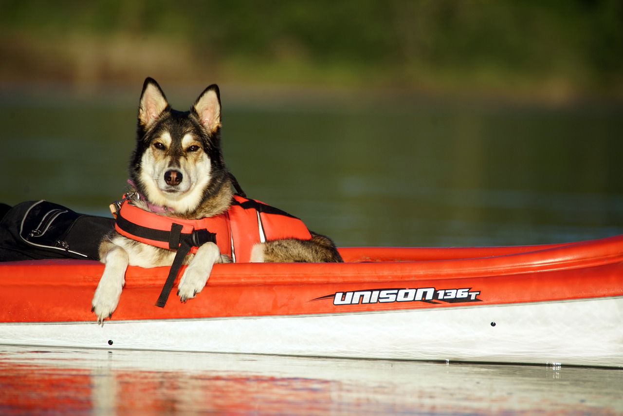 Husky with red life jacket sitting in red canoe