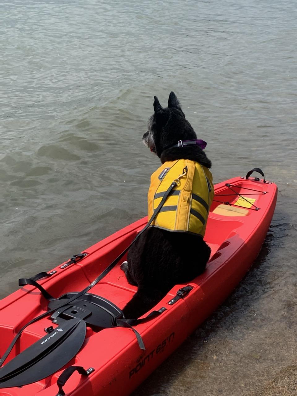 Black dog in Red Kayak