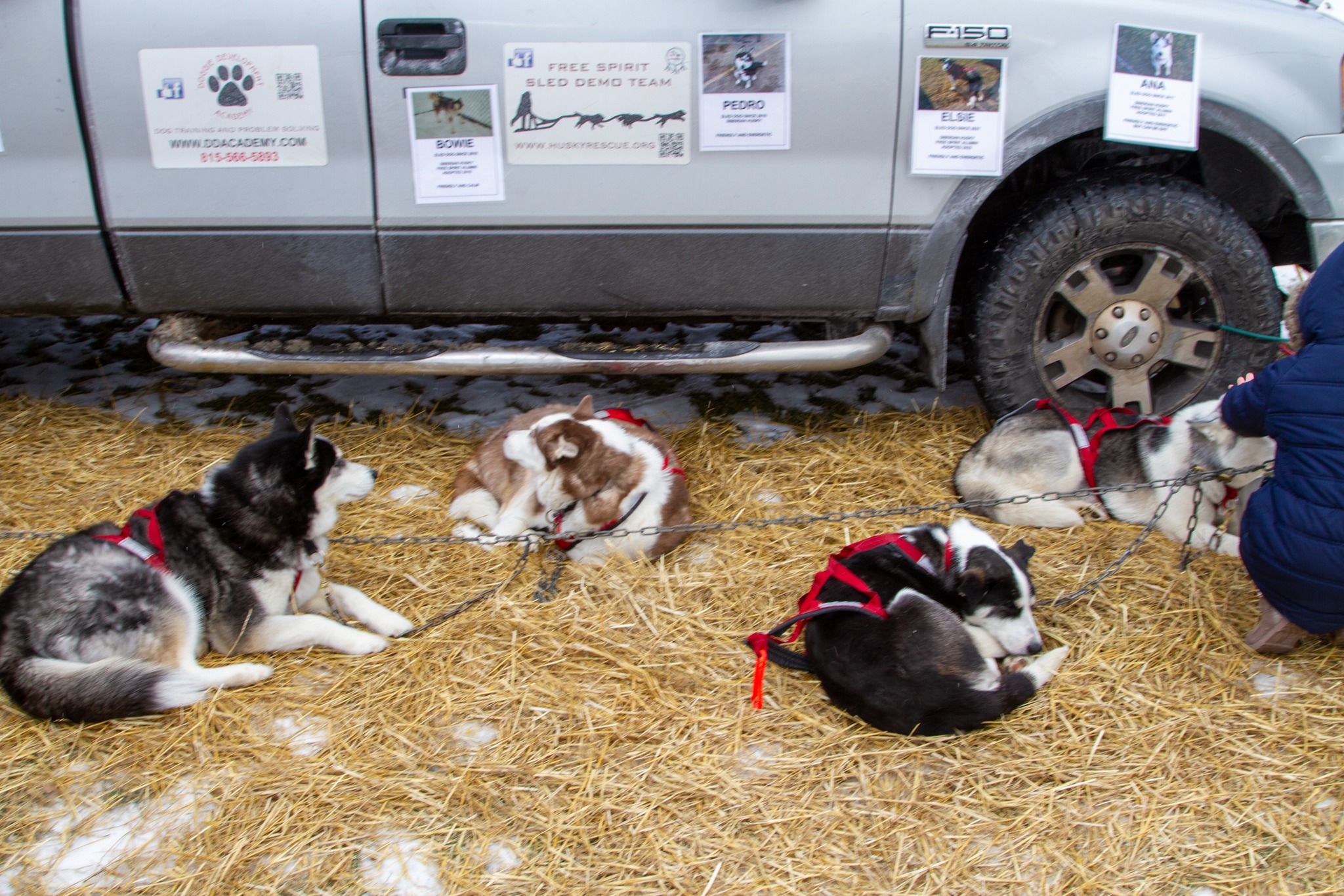 Dogs on the High Flying Huskies Sled dog team