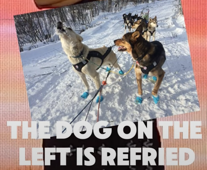 Dogs on a sled team