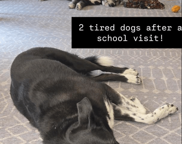 Building confidence through dogs